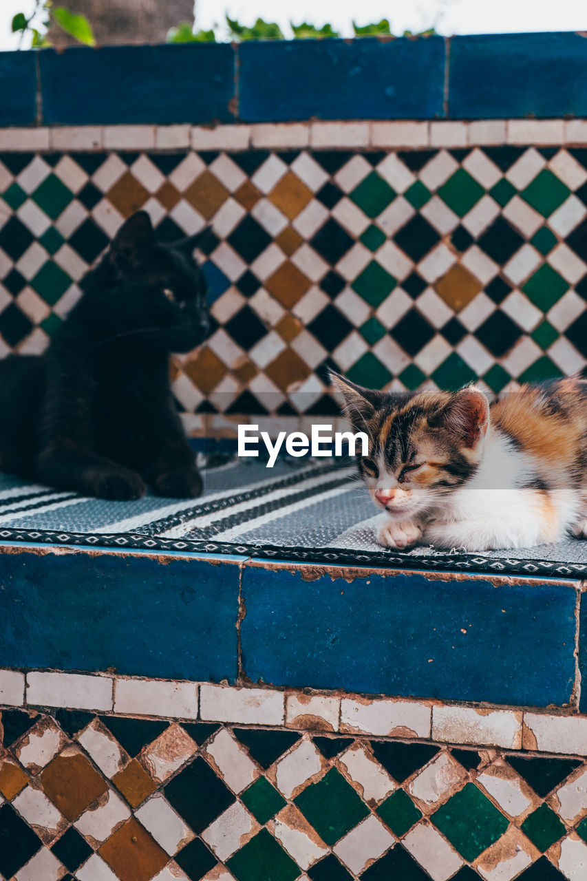 Street cats sleeping in morocco