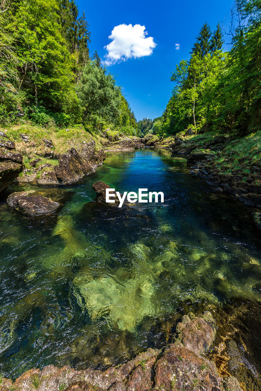 Scenic view of river in forest against sky