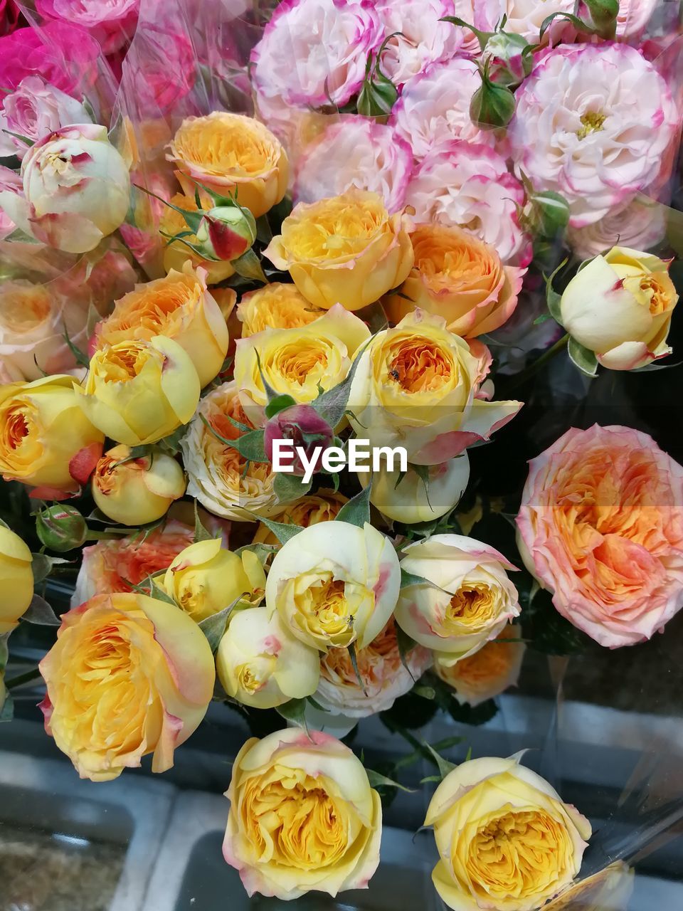 HIGH ANGLE VIEW OF MULTI COLORED ROSE BOUQUET ON PLANT