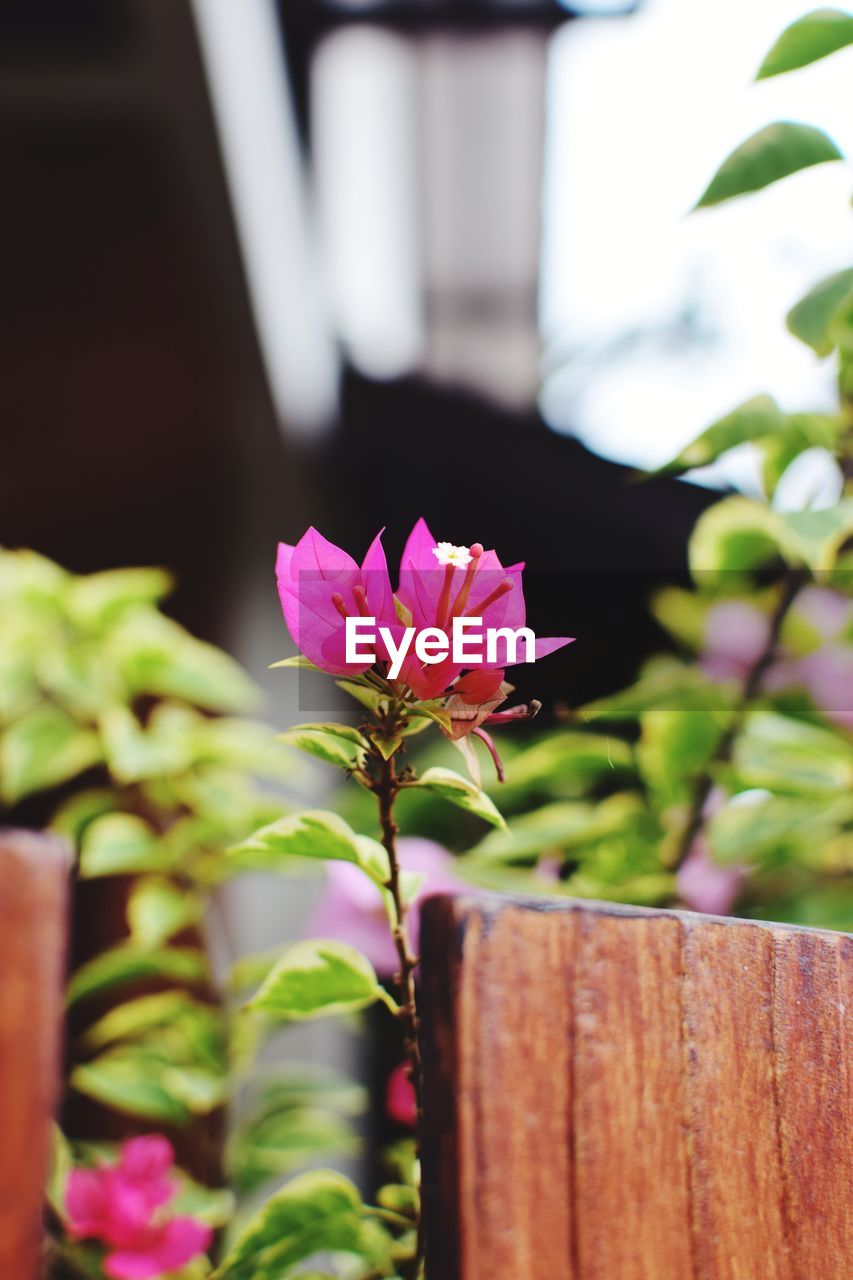 CLOSE-UP OF PINK FLOWERING PLANT AGAINST WOODEN WALL