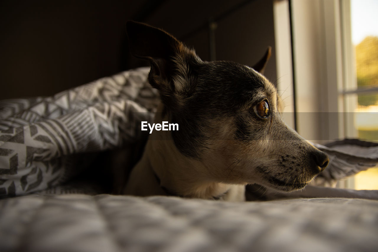 CLOSE-UP OF DOG LOOKING AWAY AT HOME