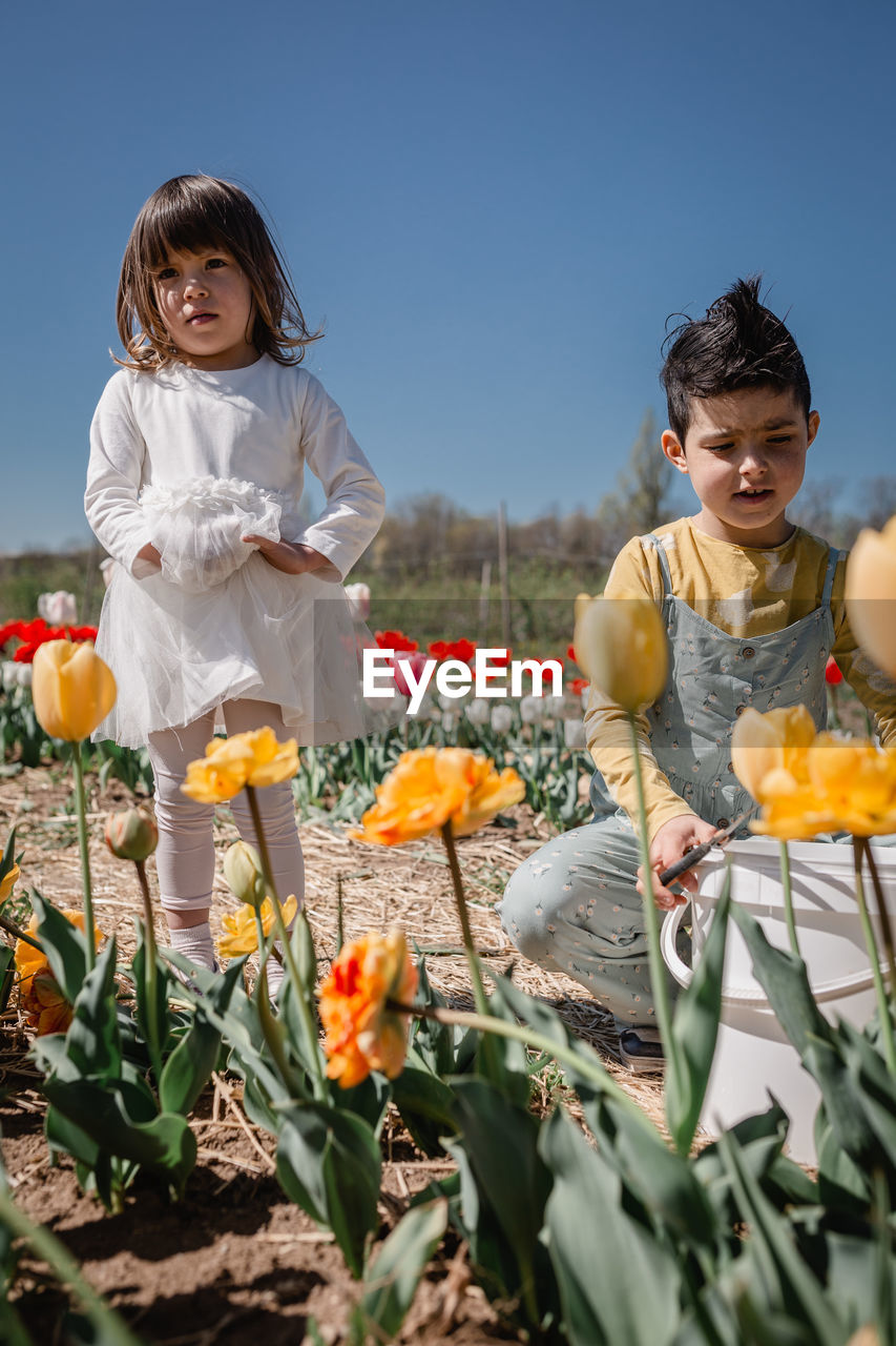 Two children in the tulip field picking flowers