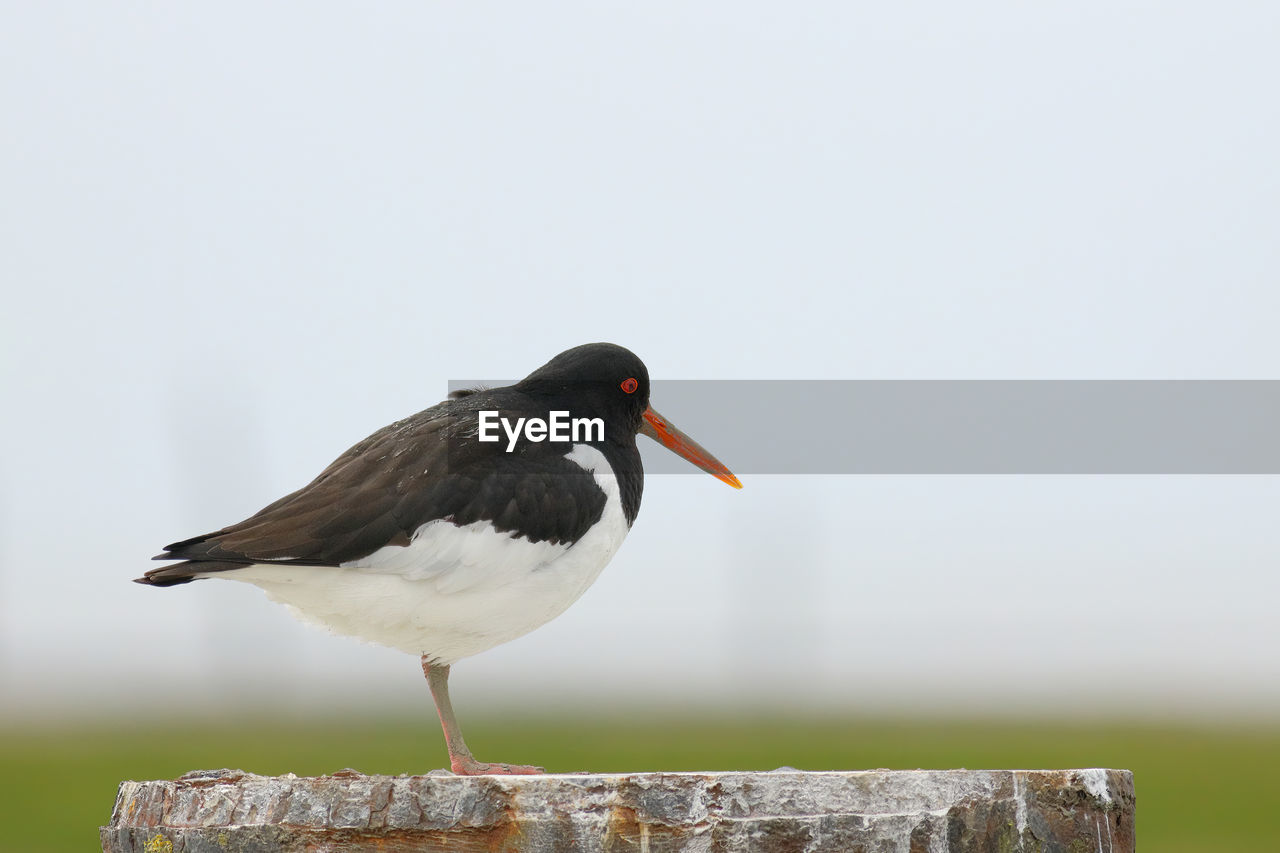 Close-up of a oystercatcher perching on a pole