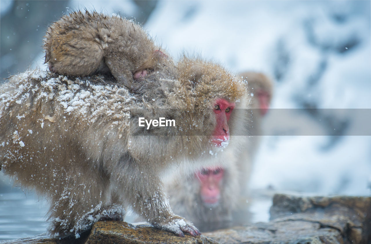 Snow monkey in a hot spring, nagano, japan.