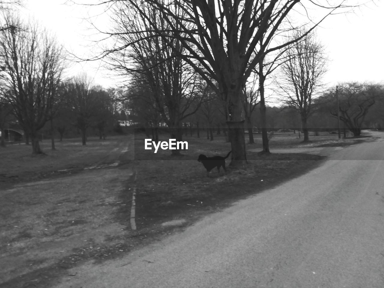 VIEW OF TREES ON FIELD