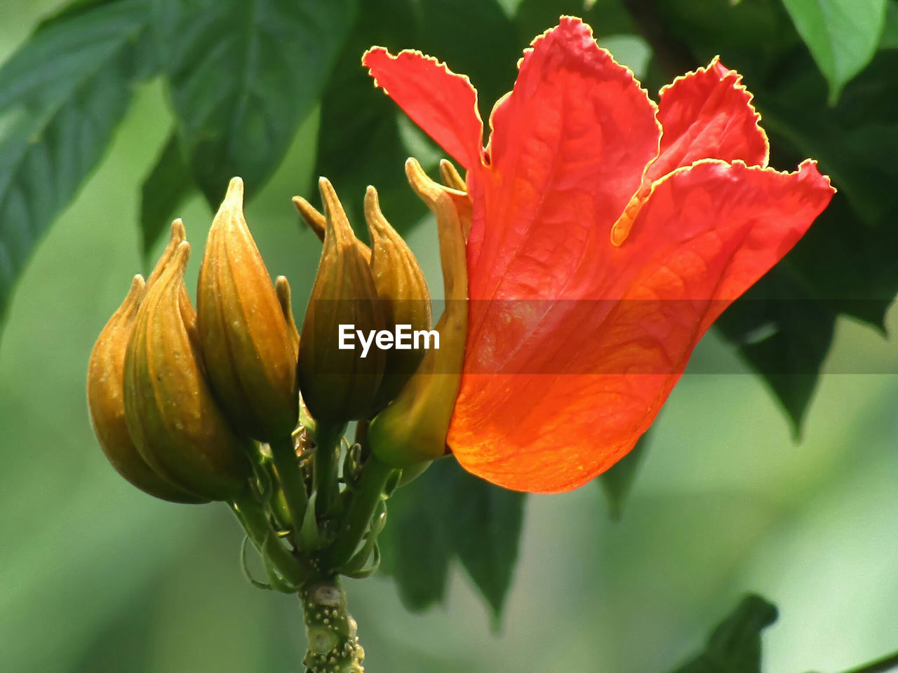 Close-up of flower blooming outdoors