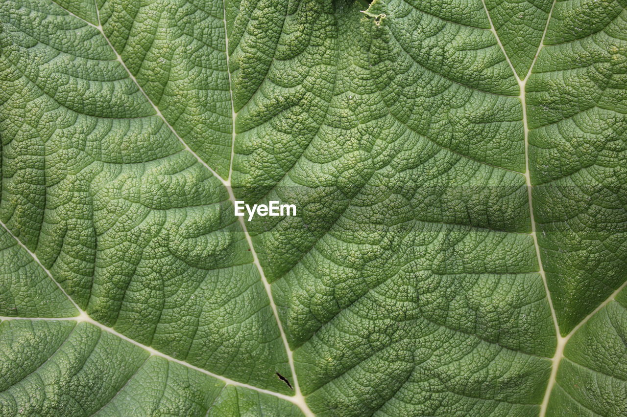 FULL FRAME SHOT OF LEAF