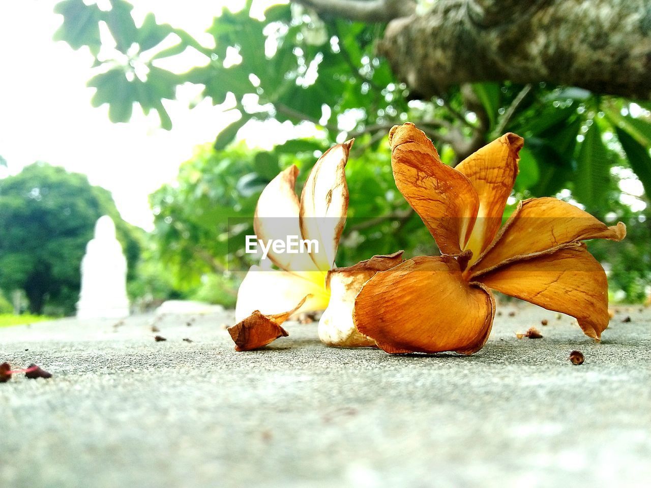 CLOSE-UP OF FRUIT TREE