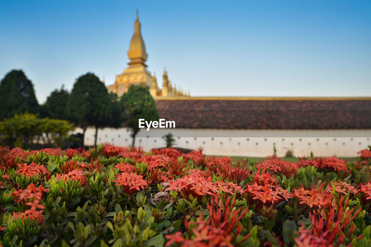 View of flowering plant against building