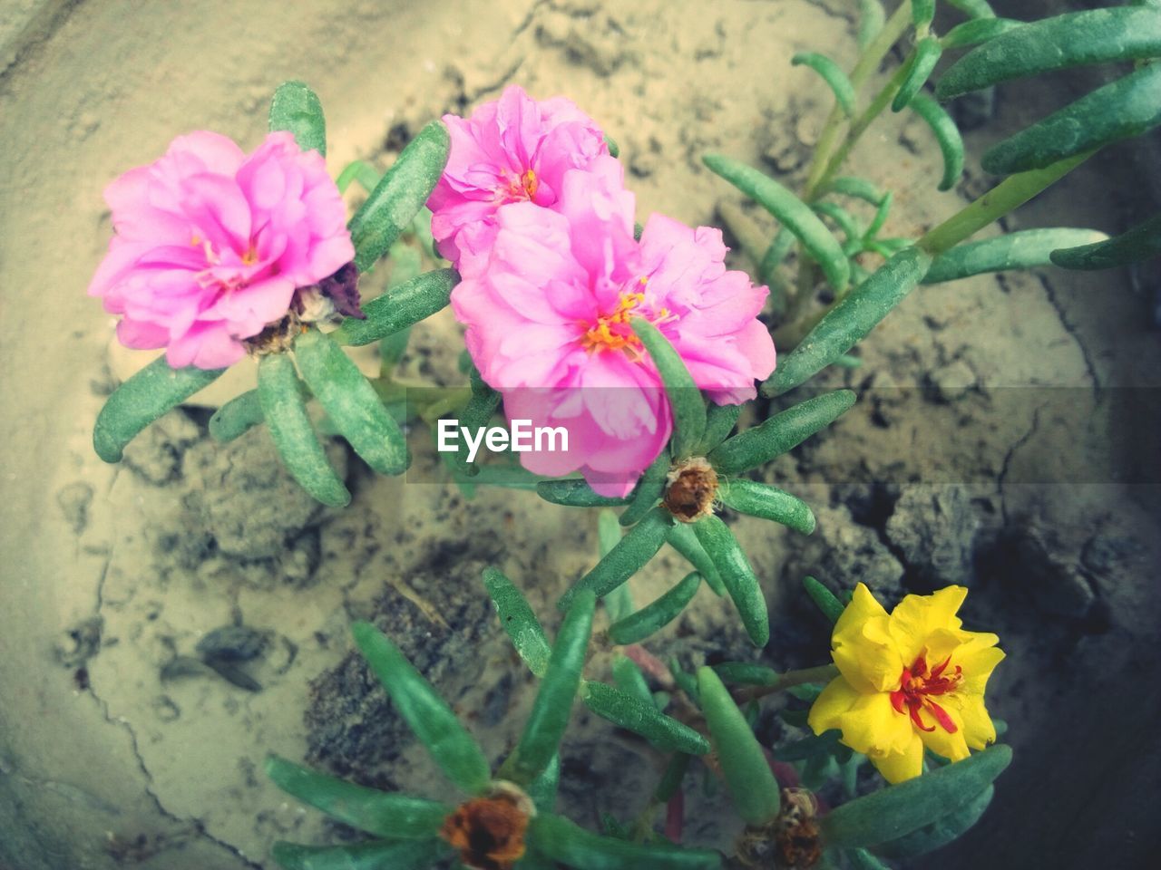 CLOSE-UP OF FLOWERS BLOOMING OUTDOORS