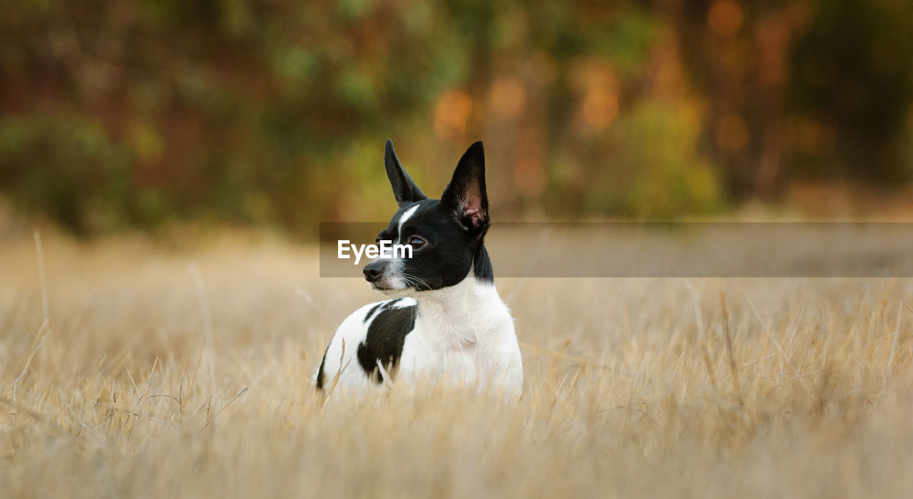 Dog looking away while standing on field