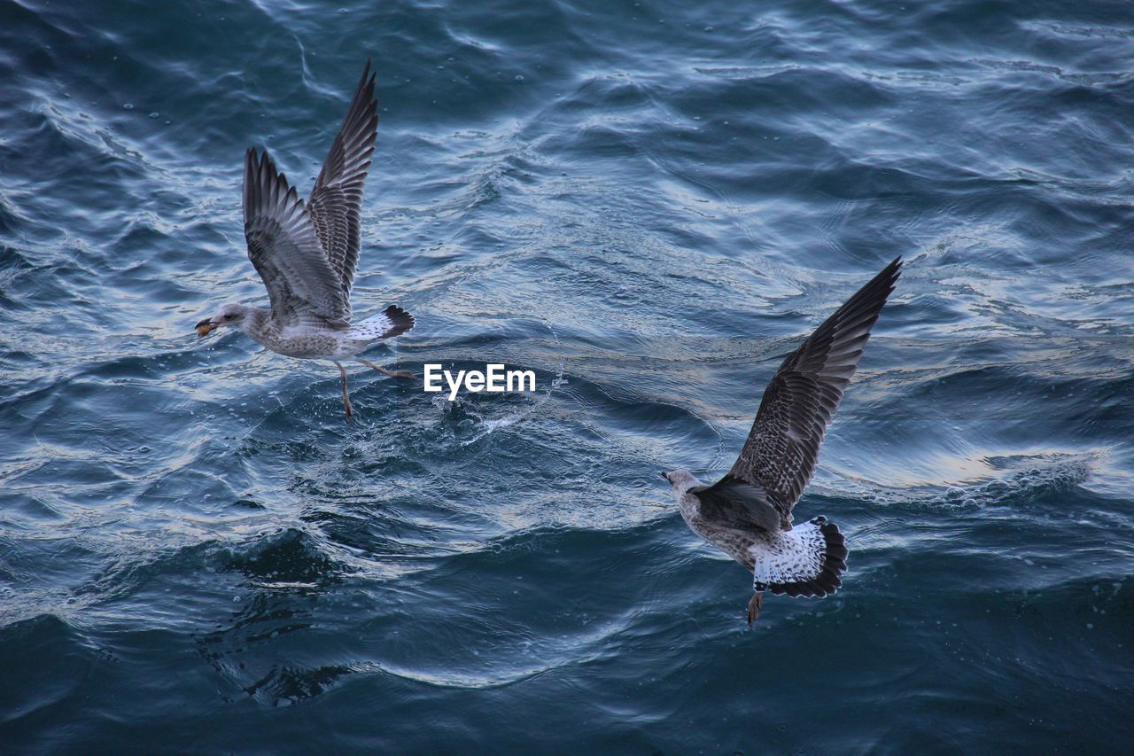 BIRD SWIMMING IN WATER