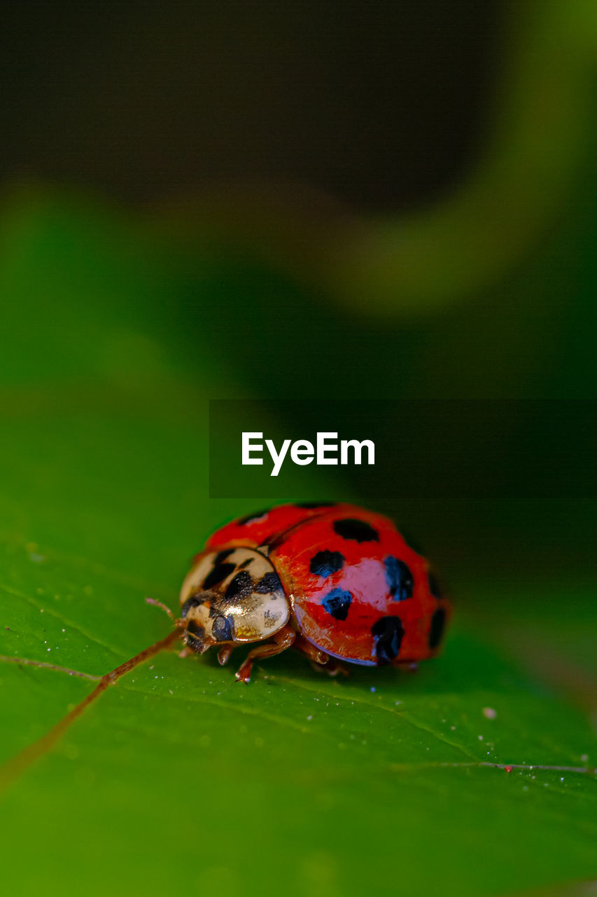 ladybug, animal themes, animal, insect, animal wildlife, green, macro photography, one animal, wildlife, beetle, close-up, nature, spotted, no people, plant part, red, leaf, macro, selective focus, plant, outdoors, beauty in nature, focus on foreground, day, animal markings