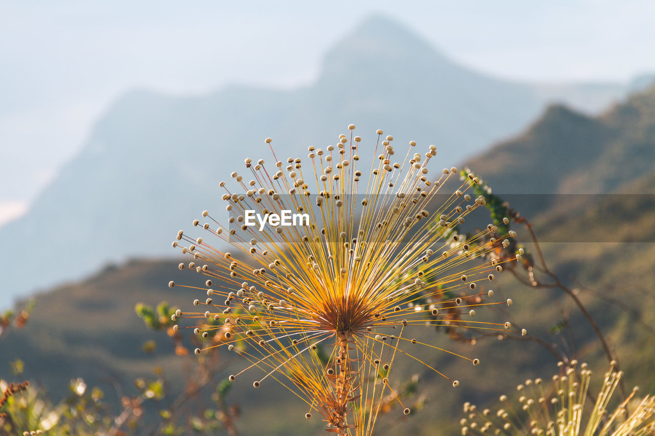 Close-up of flowering plant against sky - sempre viva
