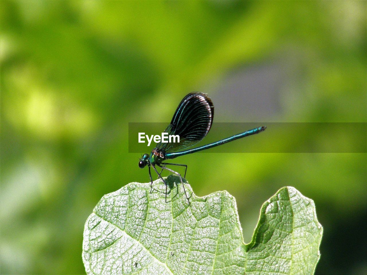 BUTTERFLY ON A LEAF