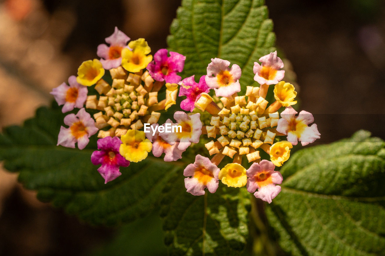 plant, flower, lantana camara, flowering plant, yellow, macro photography, beauty in nature, nature, freshness, close-up, multi colored, leaf, blossom, plant part, growth, no people, flower head, outdoors, wildflower, lantana, pink, inflorescence, fragility, day, food and drink, petal, focus on foreground