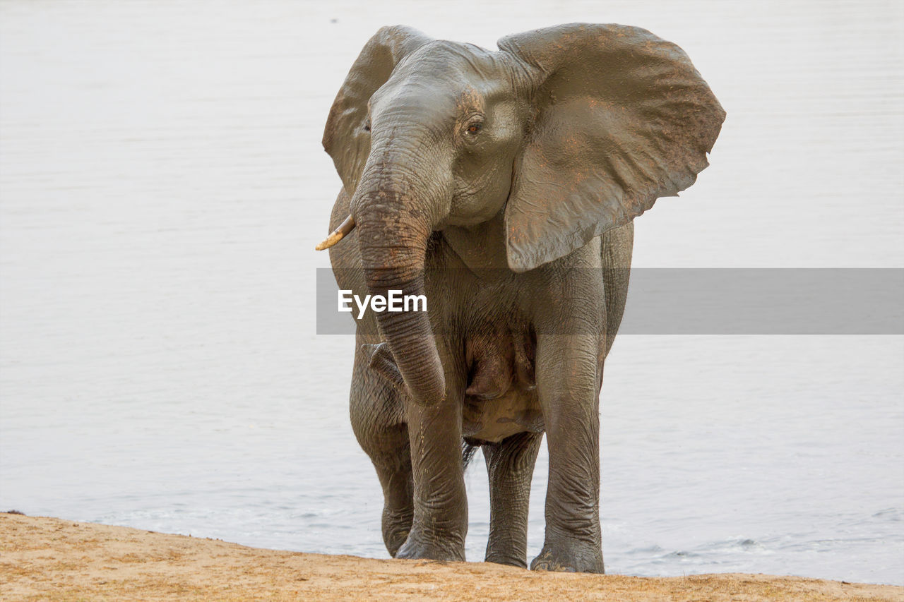 side view of elephant standing on beach