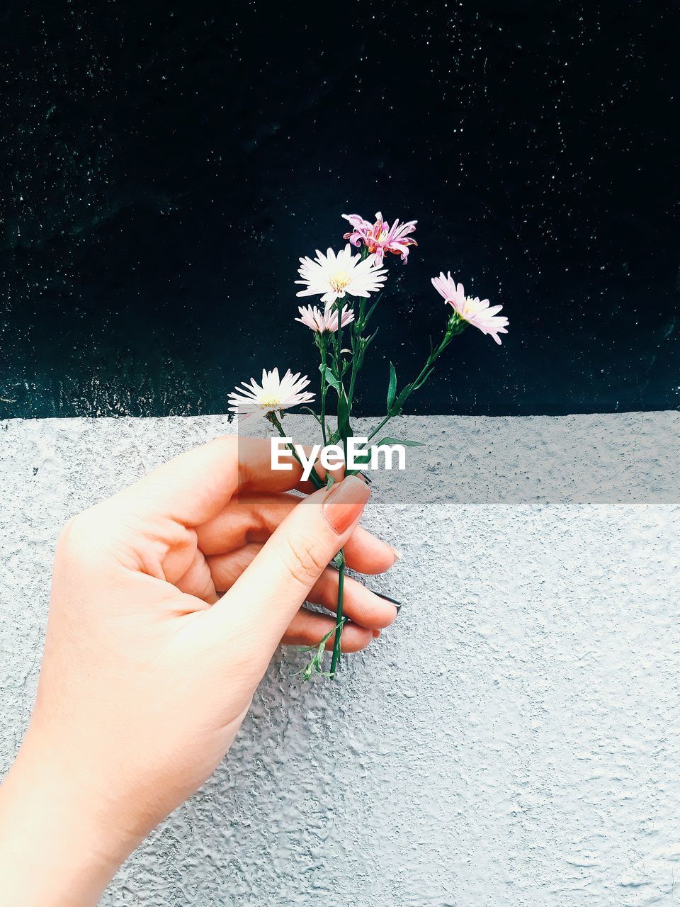 Cropped hand of woman holding flowers against wall