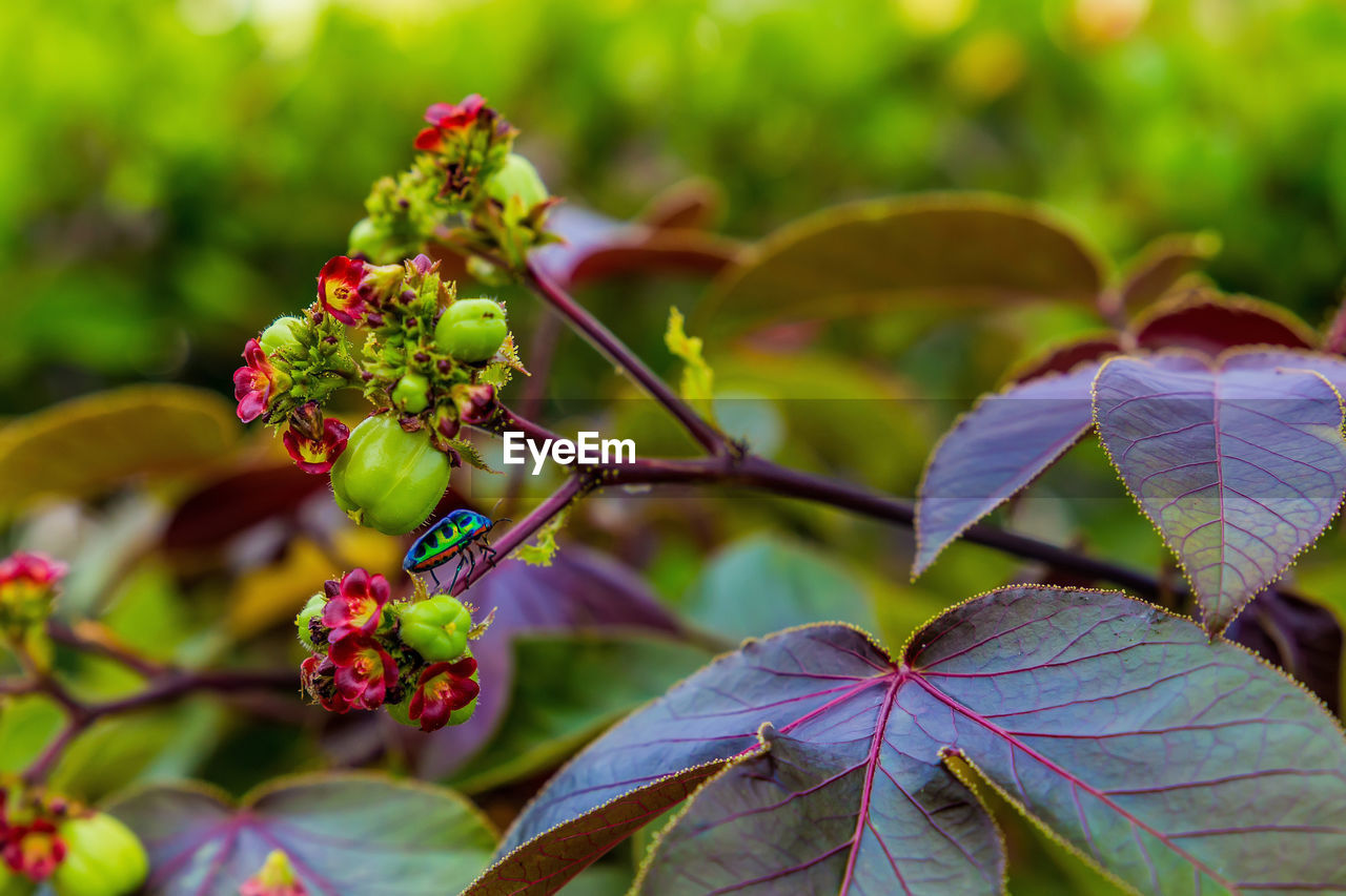 CLOSE-UP OF BERRIES ON PLANT