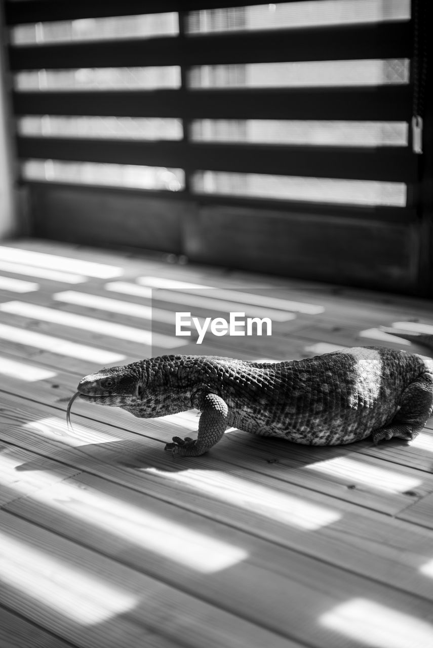 black and white, black, monochrome photography, monochrome, one animal, animal themes, animal, white, reptile, indoors, no people, animal wildlife, sunlight, close-up, day, wildlife, striped, window