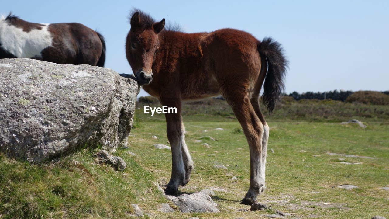 VIEW OF A HORSE IN THE FIELD