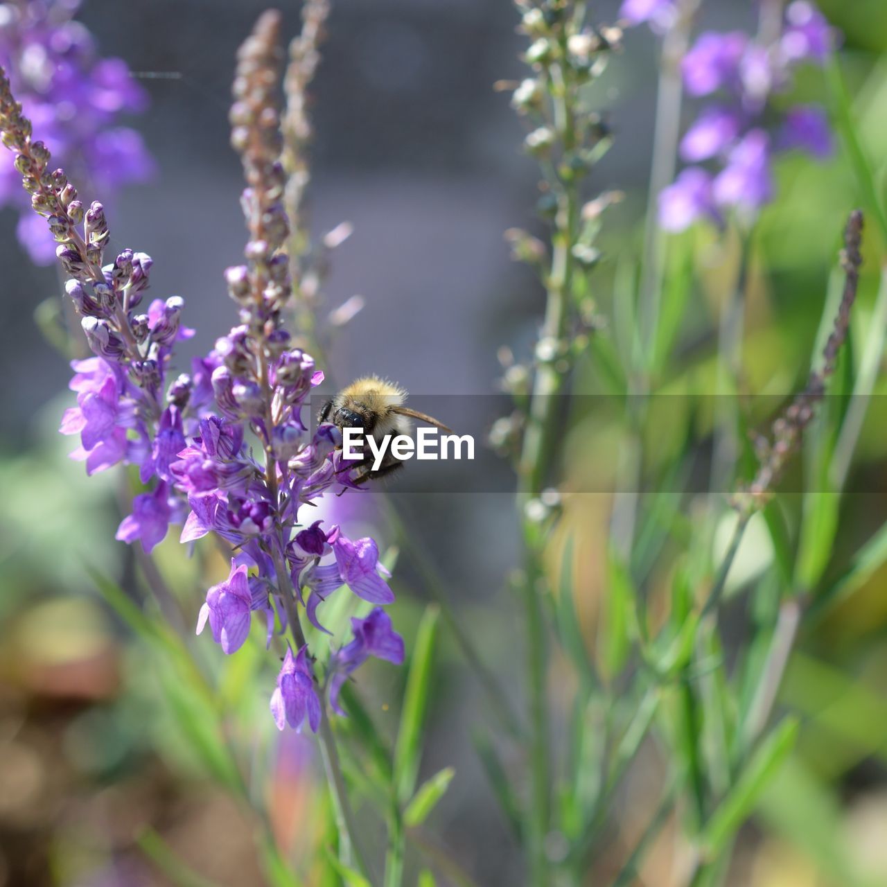 Close-up of insect on flowers