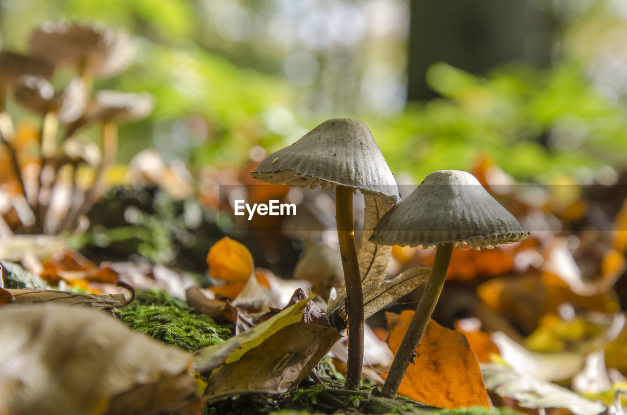 Close-up of mushrooms growing on field