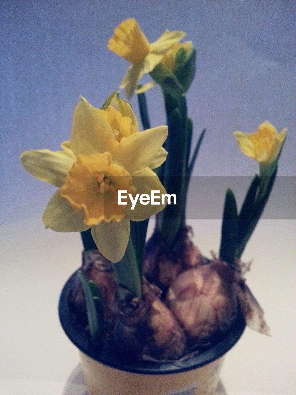 CLOSE-UP OF YELLOW DAFFODIL FLOWER VASE