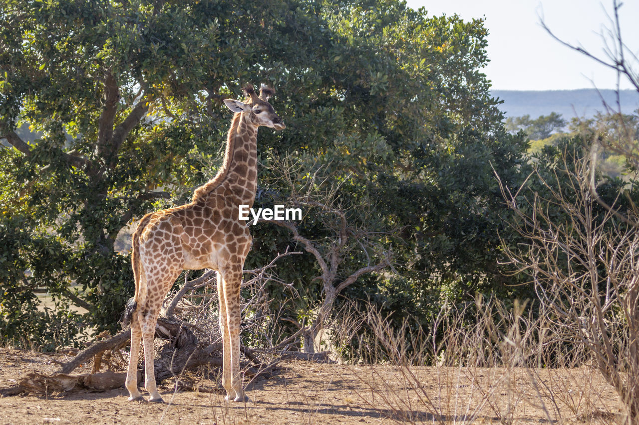 Giraffe standing on land against trees in forest