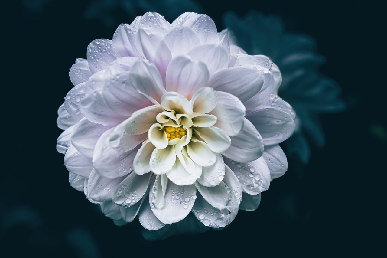 close-up of pink flower