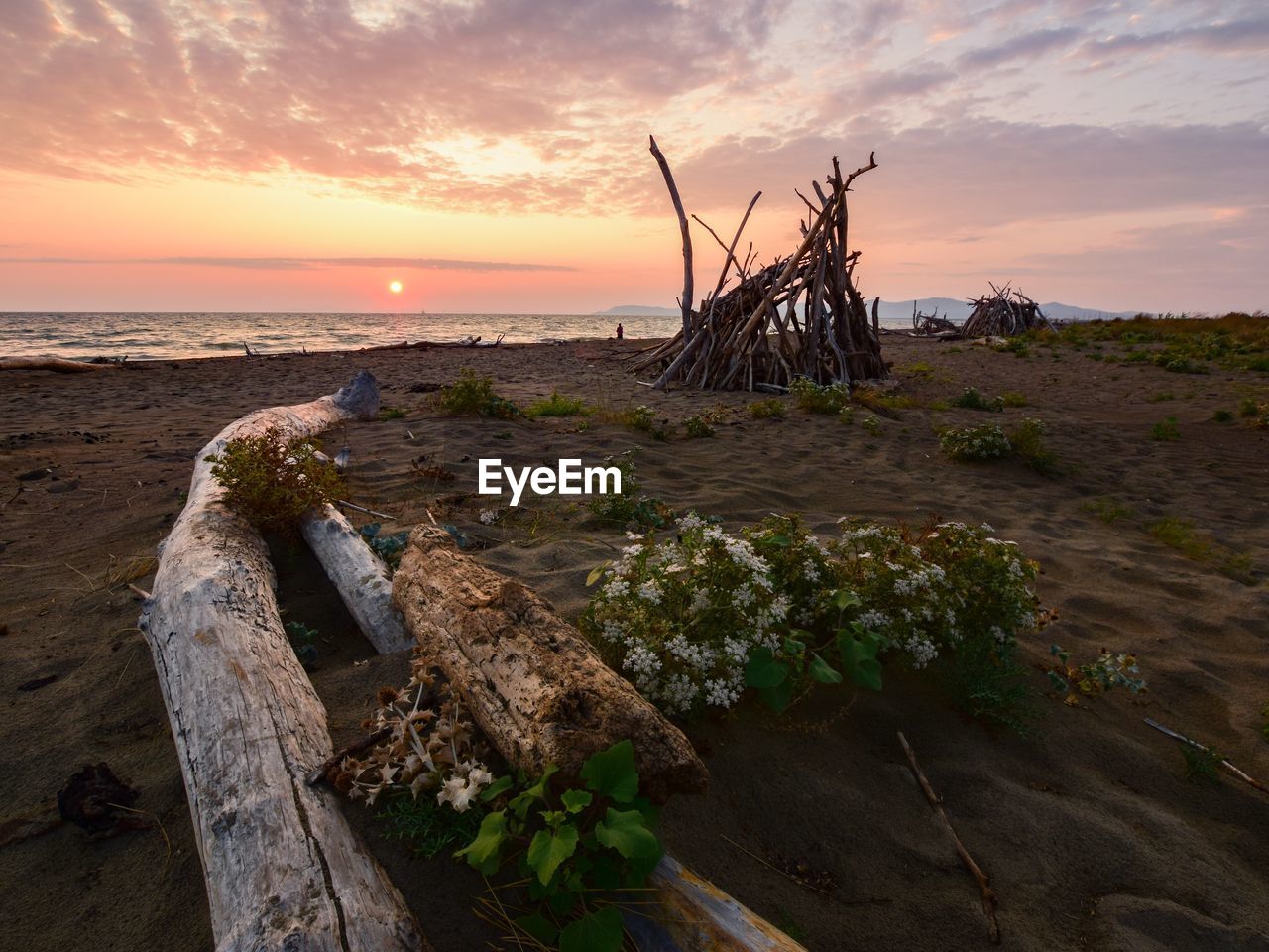 Driftwood on beach against sky during sunset