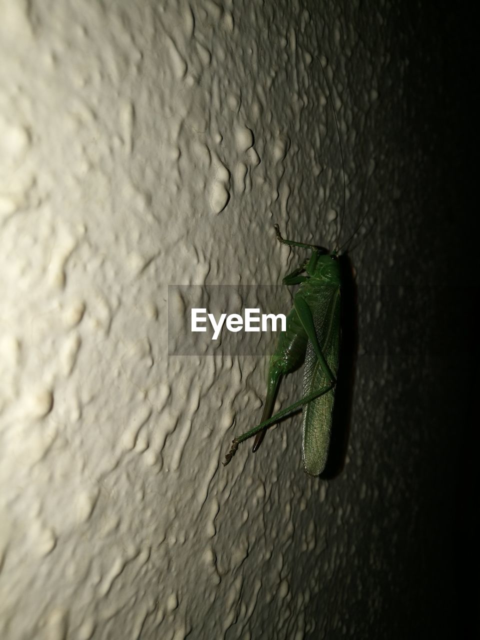 CLOSE-UP OF INSECT ON GREEN WALL
