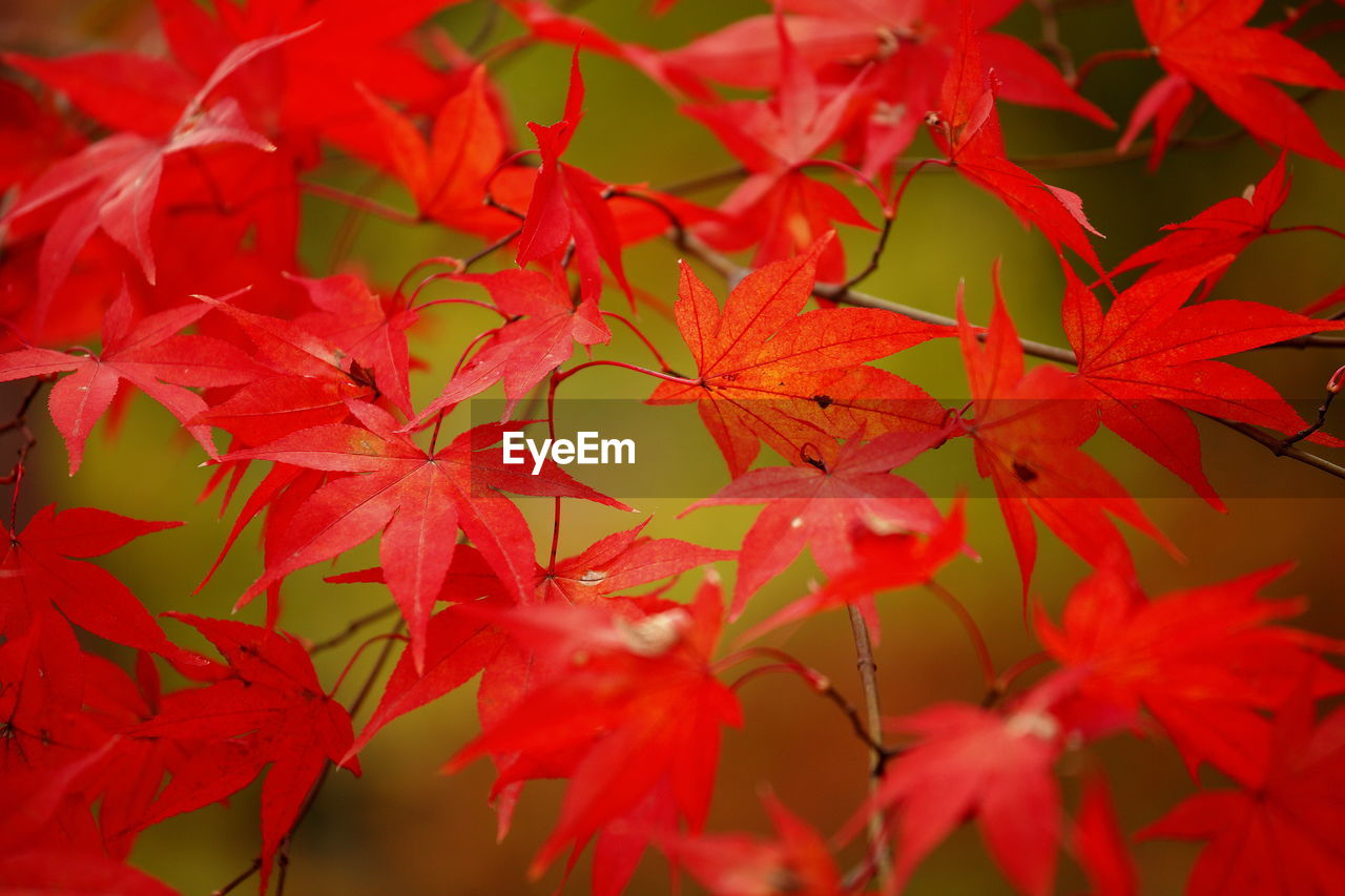 Close-up of red maple leaves