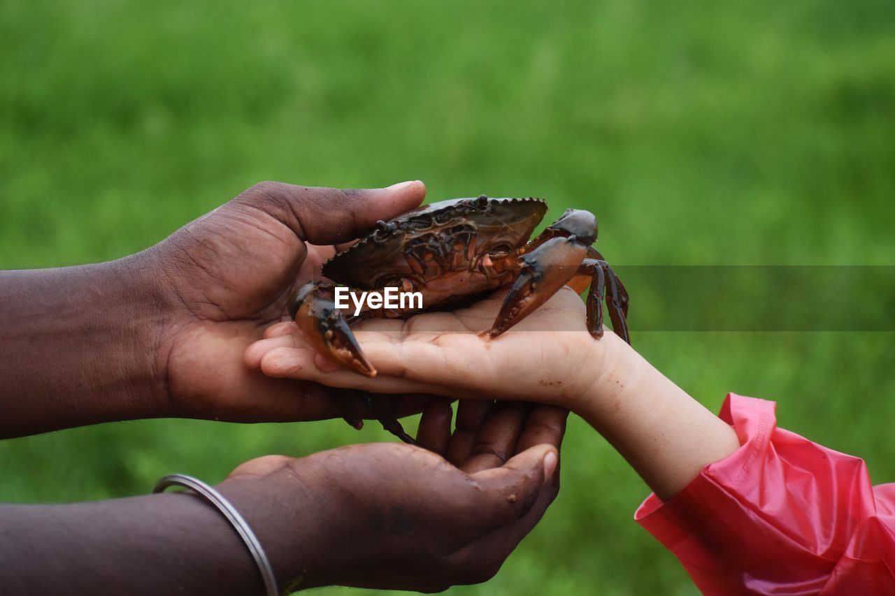 Close-up of person holding crab