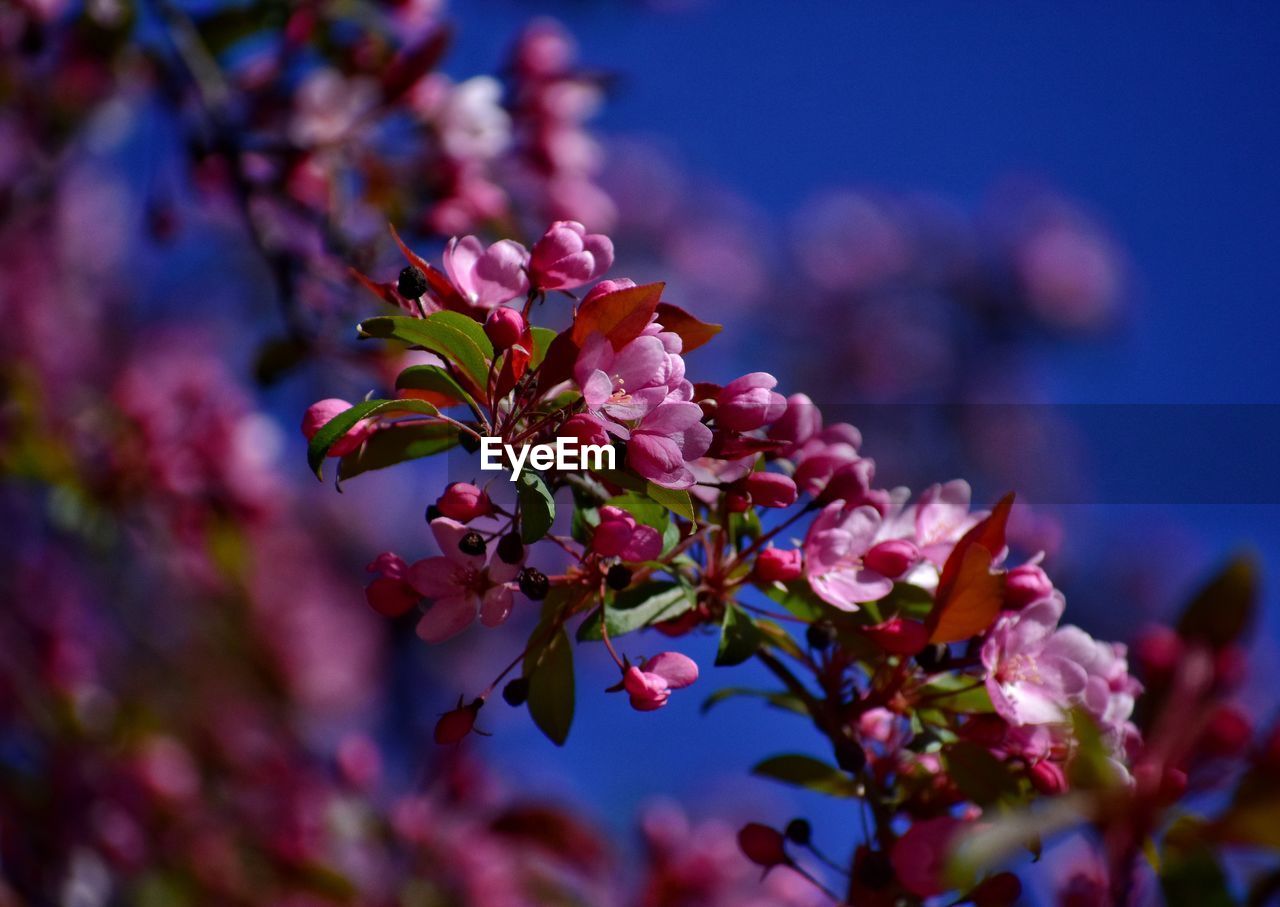 Pink blooming apple tree