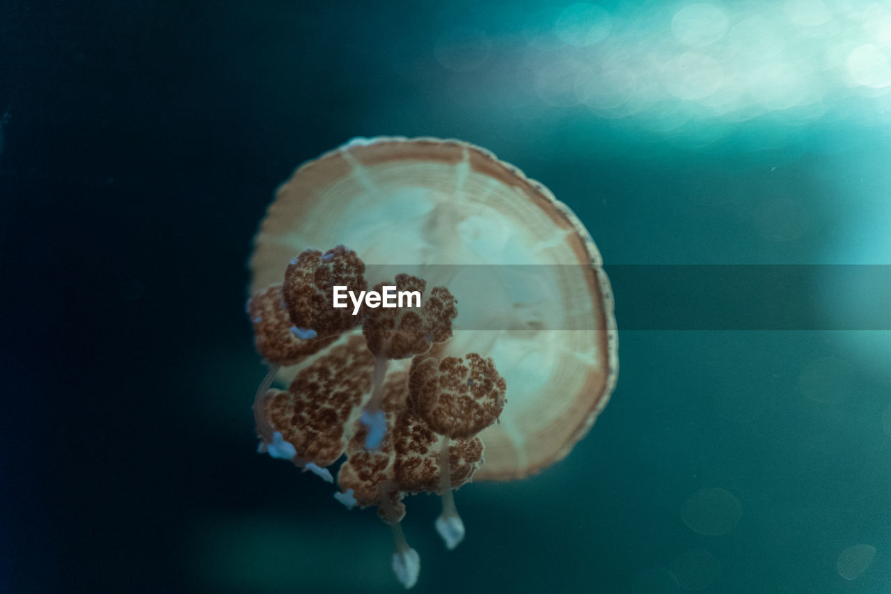 Close-up of jellyfish swimming in sea