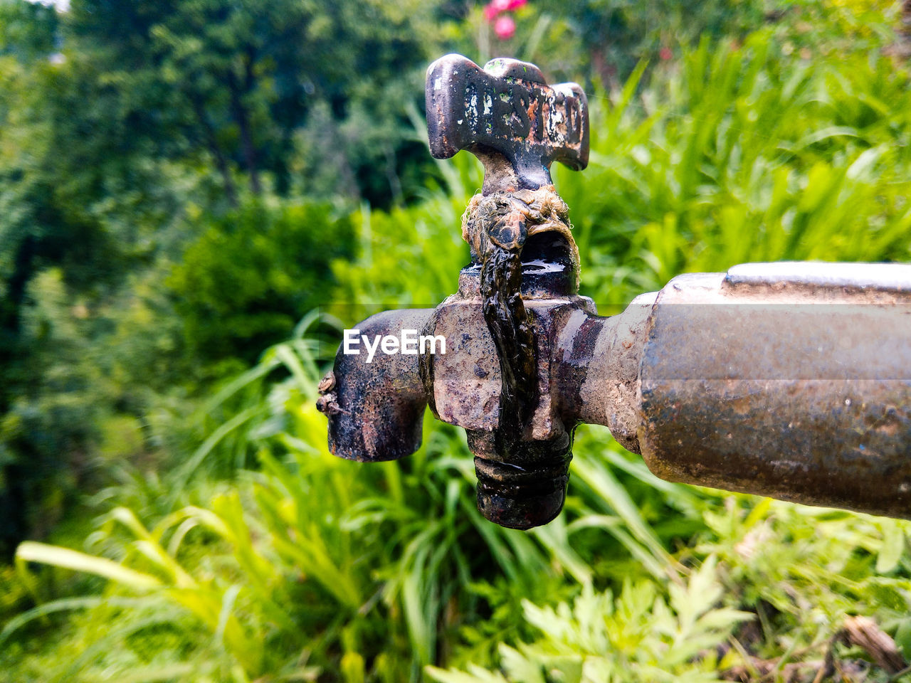 CLOSE-UP OF HAND HOLDING WATER WITH GRASS