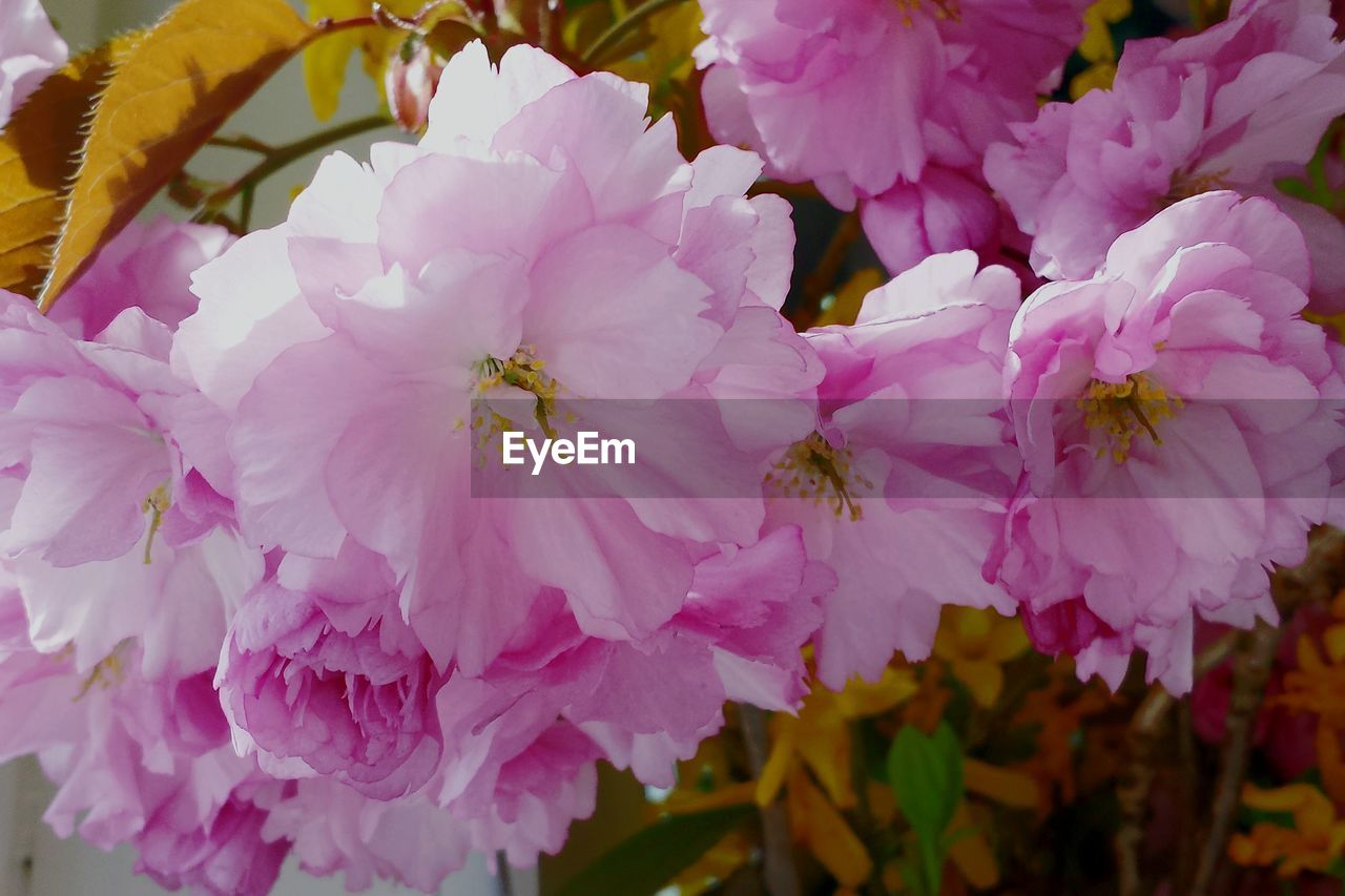 CLOSE-UP OF FRESH PINK FLOWERS BLOOMING IN NATURE