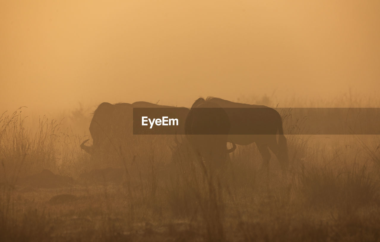 Wildebeests grazing on field during sunrise