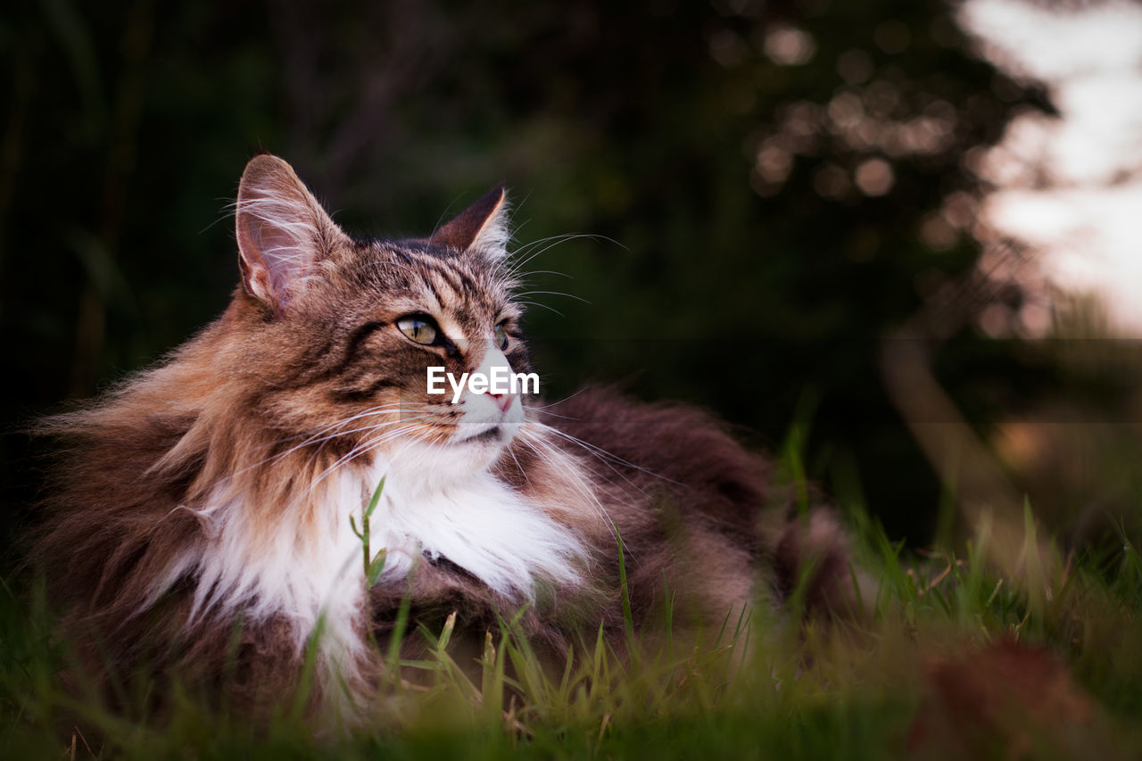 Close-up of a cat looking away