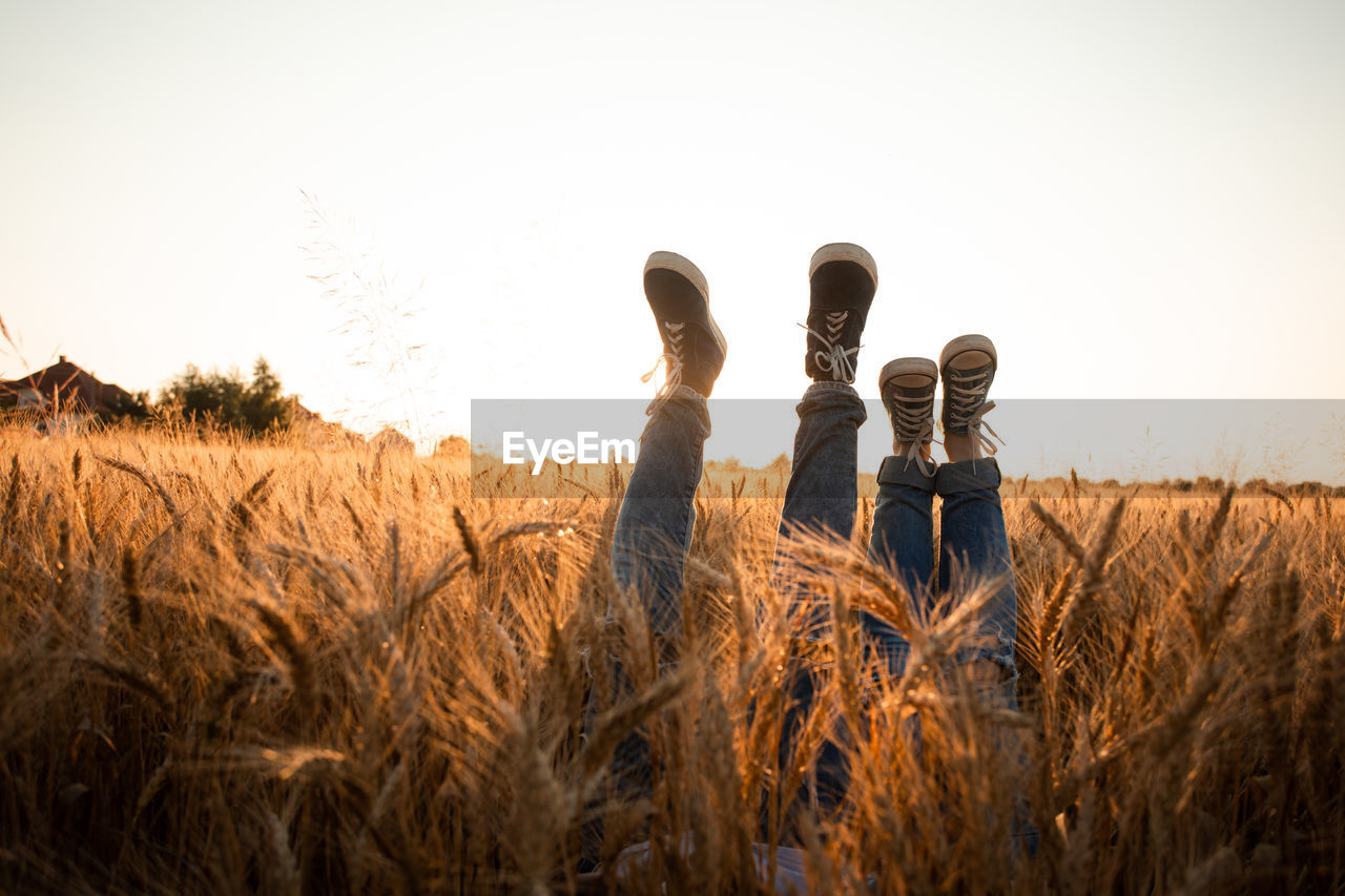 PANORAMIC VIEW OF AGRICULTURAL FIELD AGAINST CLEAR SKY