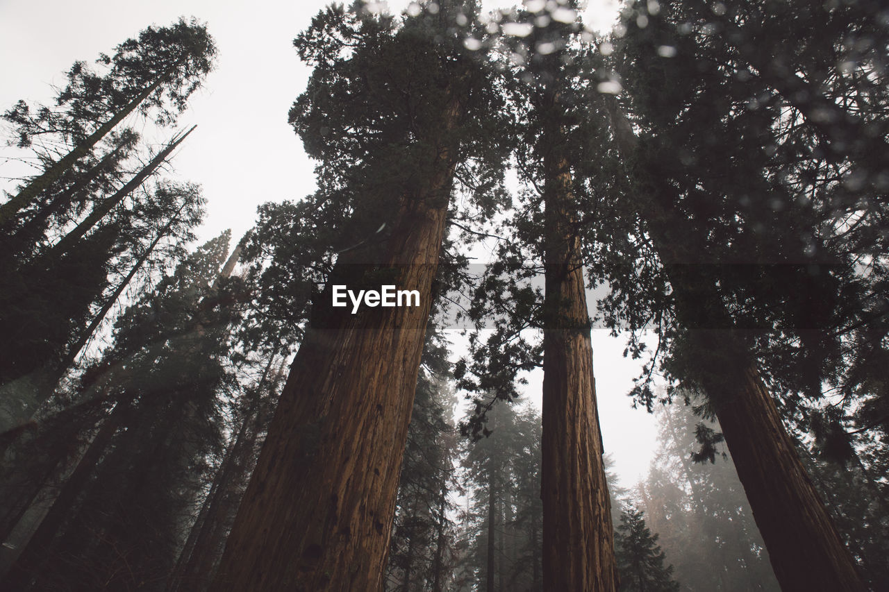 Low angle view of trees in forest against sky