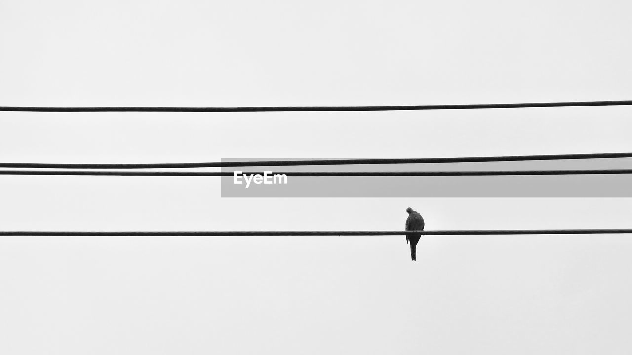 Low angle view of bird on power line against clear sky