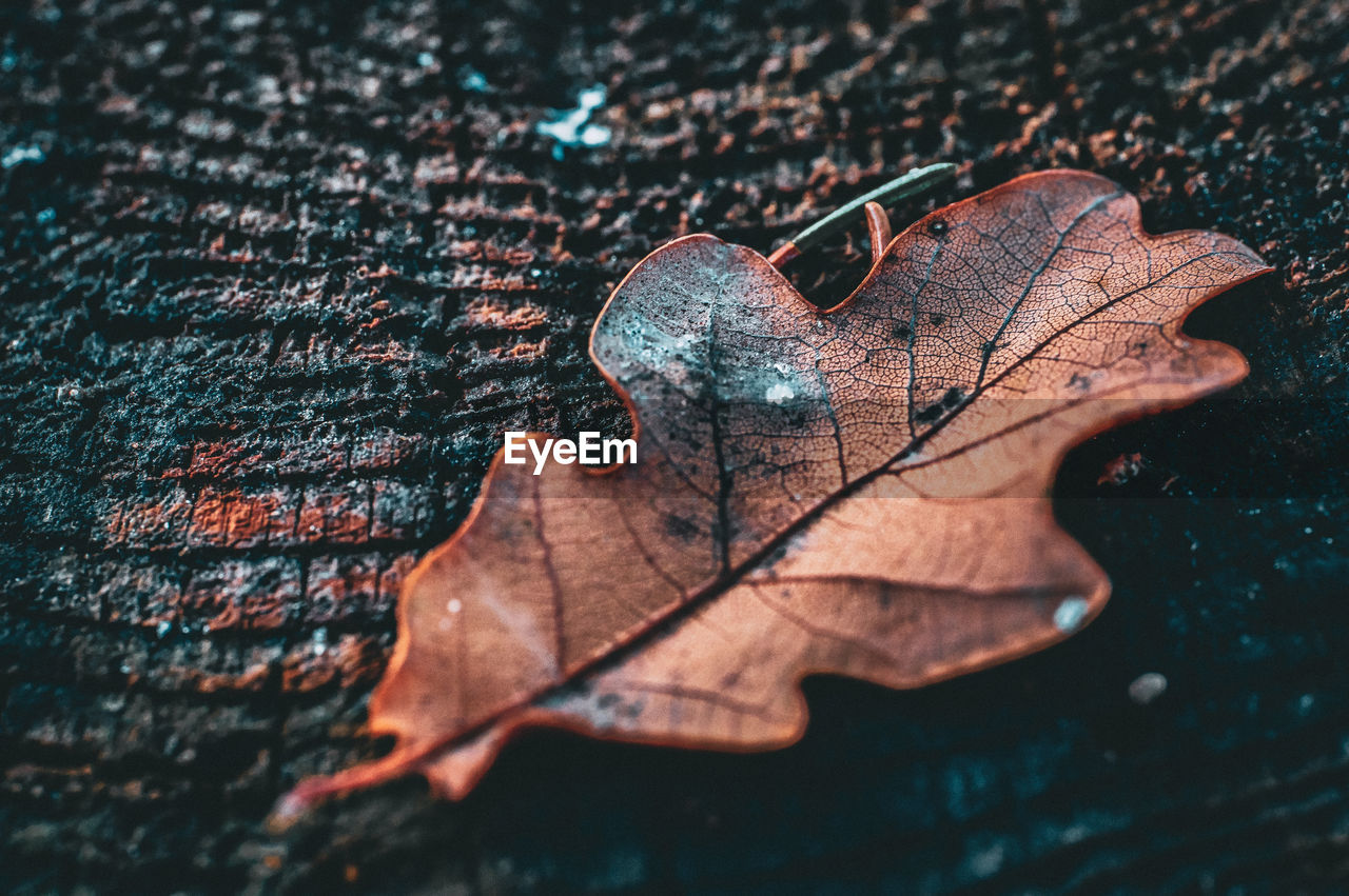 CLOSE-UP OF AUTUMN LEAF ON WOOD