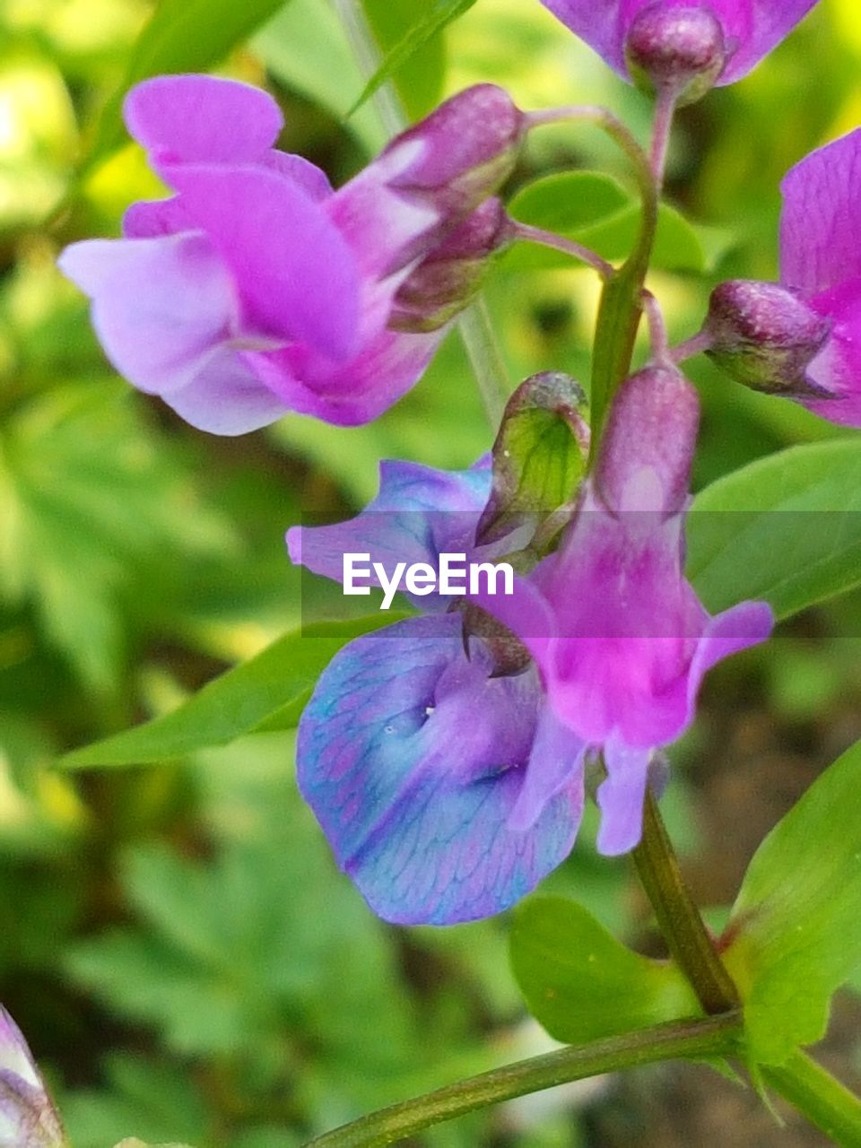 CLOSE-UP OF PINK FLOWER