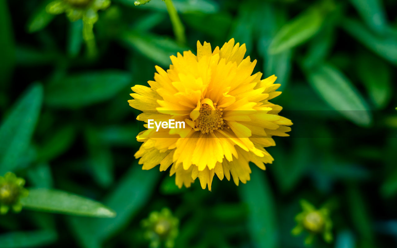 close-up of yellow flower blooming outdoors