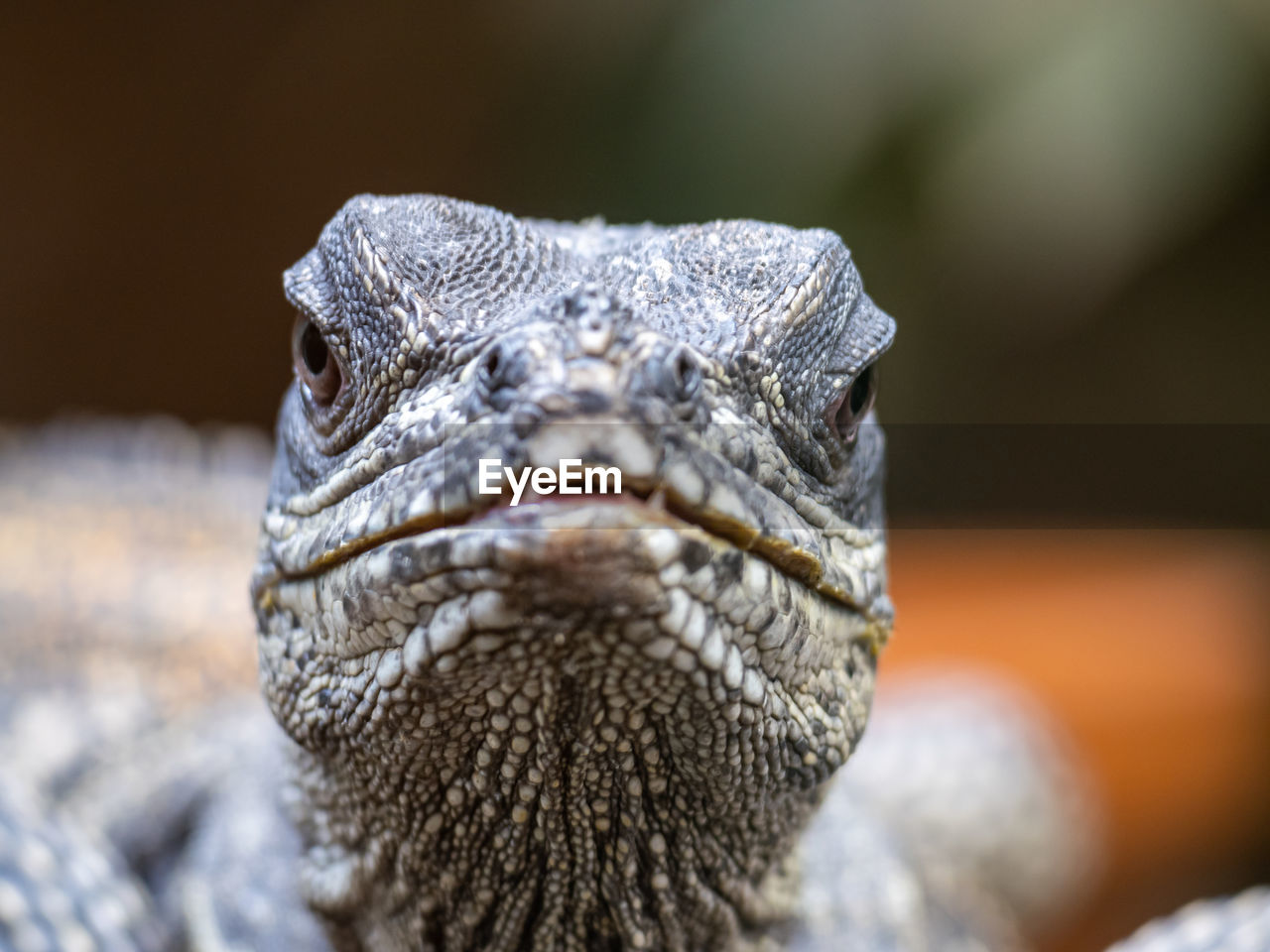 animal themes, close-up, animal, one animal, animal wildlife, reptile, macro photography, wildlife, lizard, animal body part, portrait, animal head, no people, dragon lizard, nature, looking at camera, iguana, focus on foreground, outdoors