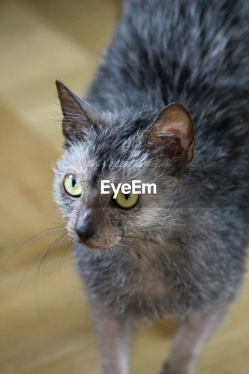 Lykoi cat looking up 
