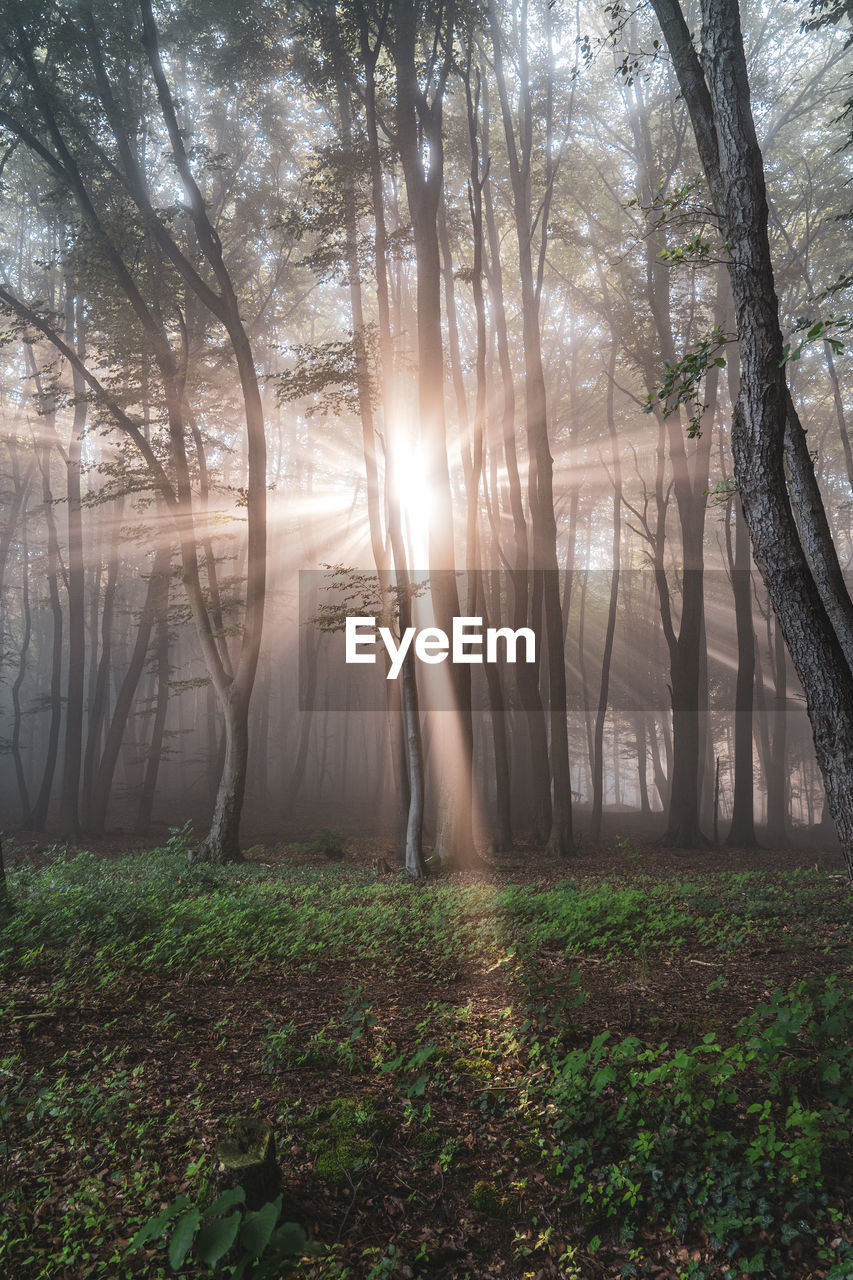 SUNLIGHT STREAMING THROUGH TREES