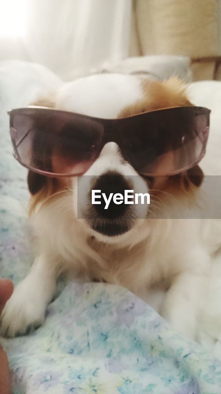 CLOSE-UP OF PUPPY RELAXING AT HOME